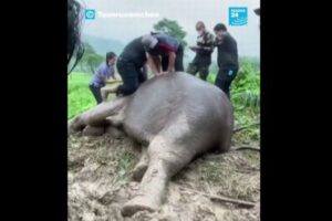 タイで獣医師らが母親のゾウに心臓マッサージ、蘇生させることに成功