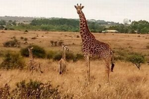 ケニアで極めて稀な双子のキリンが誕生【写真】