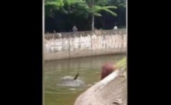 ベトナムの動物園でオランウータンが溺れ、飼育員が水に飛び込み救助