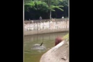 ベトナムの動物園でオランウータンが溺れ、飼育員が水に飛び込み救助