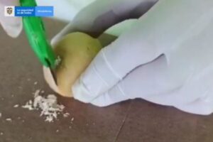 ポテトに見せかけたコカインを大量に押収、巧妙な手口に唖然【コロンビア】