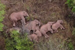 中国で再びゾウの群れが移動を開始、自然保護区の外で村人が目撃