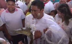 メキシコの村長がワニと結婚！その理由とは？