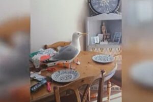 部屋に戻ってみるとカモメが！逃げずにテーブルをウロウロ【動画】