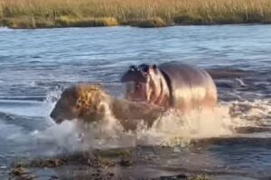 やはりカバ最強？川に入ったライオンが追い立てられてしまう