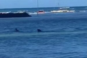 ハワイの海で、女性がアザラシに襲われ負傷【動画】