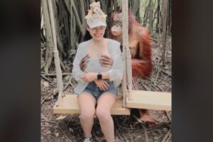 ちょっとエッチなオランウータン、女性の胸を触りながら記念撮影