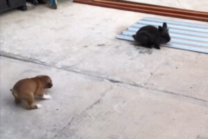 仲良しのウサギを真似て飛び跳ねる子犬が可愛くて、再生回数1400万回超え