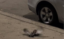 街中でドブネズミがハトを捕食、撮影された映像がショッキング