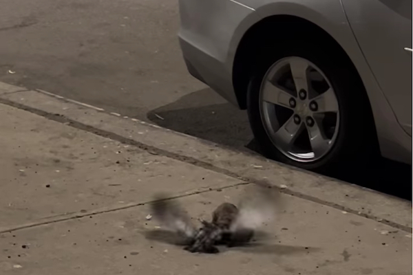 街中でドブネズミがハトを捕食、撮影された映像がショッキング