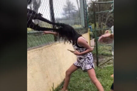 動物園でクモザルに襲われた女児の動画が恐ろしい