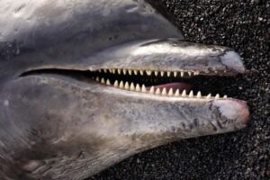 黒海に生息していたイルカ、ロシアとの戦争の影響で5000頭以上が大量死