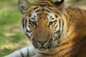 野生のトラの個体数が回復、2015年と比べ40％増加