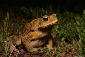 気候変動の影響か？フロリダ州で有毒なカエルが増加、注意が呼びかけられる