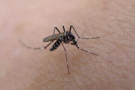 額を蚊に刺されたイギリス人女性、深刻な感染症に陥り死亡