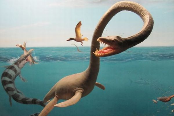 プレシオサウルスは淡水にも生息していた？古代の川底から化石を発見