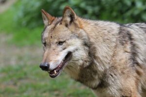 犬は2つの集団から生まれた可能性、第2の祖先とは？