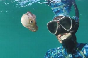 珍しいオウムガイが浅瀬で立ち往生、海洋生物学者が深場へ連れていく