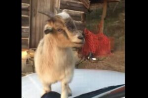 パトカーに侵入し、書類を食べてしまったヤギ、警察官も困惑【動画】