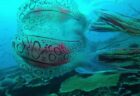 パプアニューギニア沖で驚くほど美しいクラゲを撮影、研究者の関心も集まる