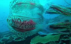 パプアニューギニア沖で驚くほど美しいクラゲを撮影、研究者の関心も集まる