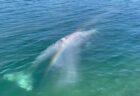 クジラが観光客に接近、潮を吹いてレインボーのプレゼント