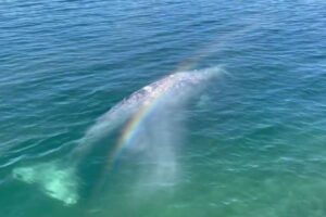クジラが観光客に接近、潮を吹いてレインボーのプレゼント