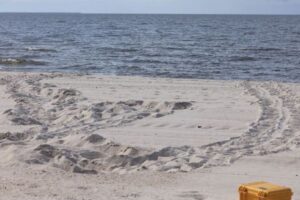 ミシシッピ州にウミガメが戻ってきた！4年ぶりに海岸で営巣地を発見