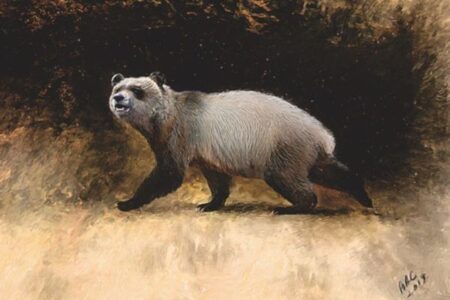 ヨーロッパに生息していた最後のパンダ、ブルガリアの化石から判明