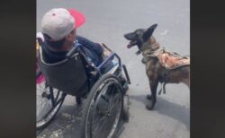 メキシコで介助犬が男性の車椅子を巧みに押す、賢いワンコの動画が話題に