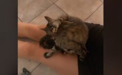 飼い主の膝の上でネコが出産、TikTokの動画が話題に