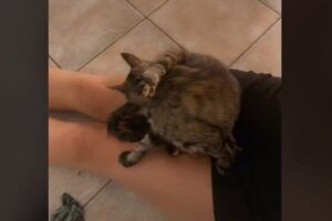 飼い主の膝の上でネコが出産、TikTokの動画が話題に