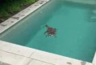 暑い日にプールを覗くと…アライグマが気持ちよさそうに浮いていた！
