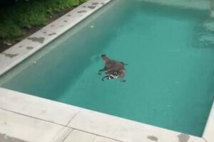 暑い日にプールを覗くと…アライグマが気持ちよさそうに浮いていた！