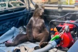 トルコでクマが「マッド・ハニー」を食べてハイに、ふらふらな状態で保護される