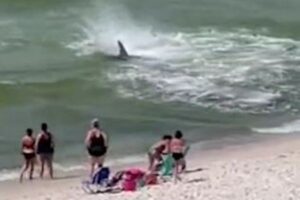 こんな近くまで！大きなサメが浅瀬に接近、海水浴客の目の前で大暴れ