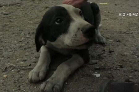 山林火災の廃墟で生き残った子犬を発見、写真家が保護【アメリカ】