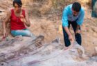 ヨーロッパで最大か？ポルトガルで巨大な竜脚類の化石を発見