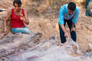 ヨーロッパで最大か？ポルトガルで巨大な竜脚類の化石を発見