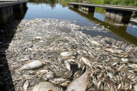 ドイツとポーランドを流れる川で魚が大量死、原因はいまだ不明