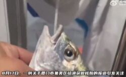 ゼロ・コロナ政策の中国、魚の口にも綿棒を突っ込み、検査を実施