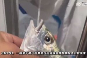 ゼロ・コロナ政策の中国、魚の口にも綿棒を突っ込み、検査を実施