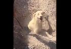 トルコで野良犬の巣穴が土砂で埋没、獣医の男性が気づいて救出