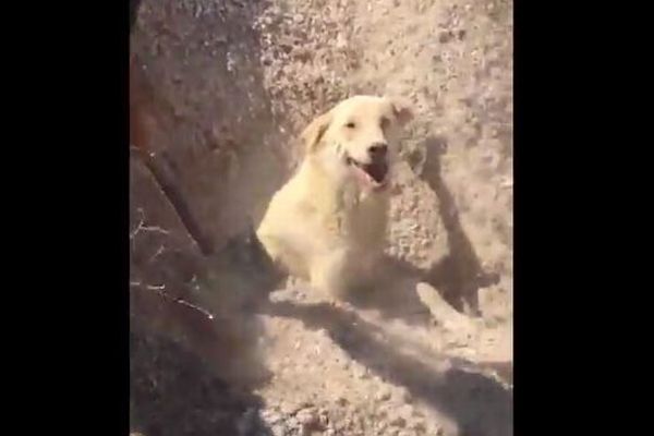 トルコで野良犬の巣穴が土砂で埋没、獣医の男性が気づいて救出