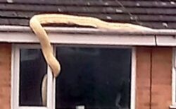 民家の屋根の上に巨大なニシキヘビ、住民らも驚愕【イギリス】