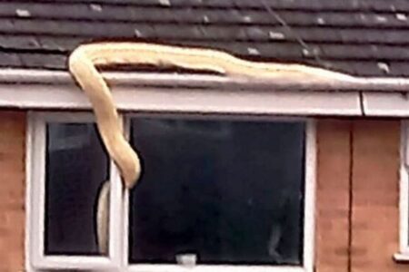 民家の屋根の上に巨大なニシキヘビ、住民らも驚愕【イギリス】