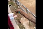 ゾウが子供の落とした靴を返す、中国の動物園で撮影