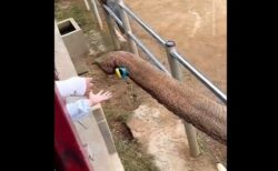 ゾウが子供の落とした靴を返す、中国の動物園で撮影