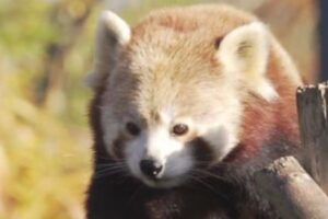 パートナーの死を乗り越え、レッサーパンダが8年ぶりに出産【イギリス】