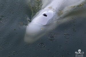 フランスのセーヌ川にベルーガが出現、食べ物を拒否し体が衰弱